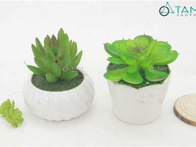 Chậu sen đá giả để bàn số 85